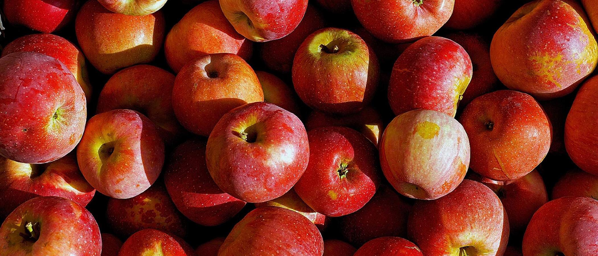 Appelboom met appels