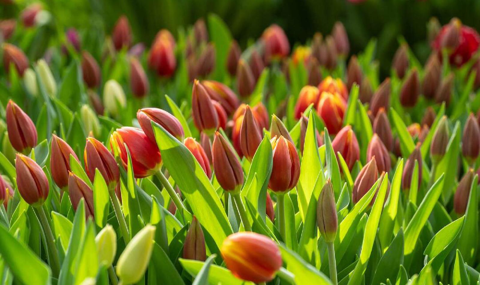 WTC Amsterdam | Welcome To Change