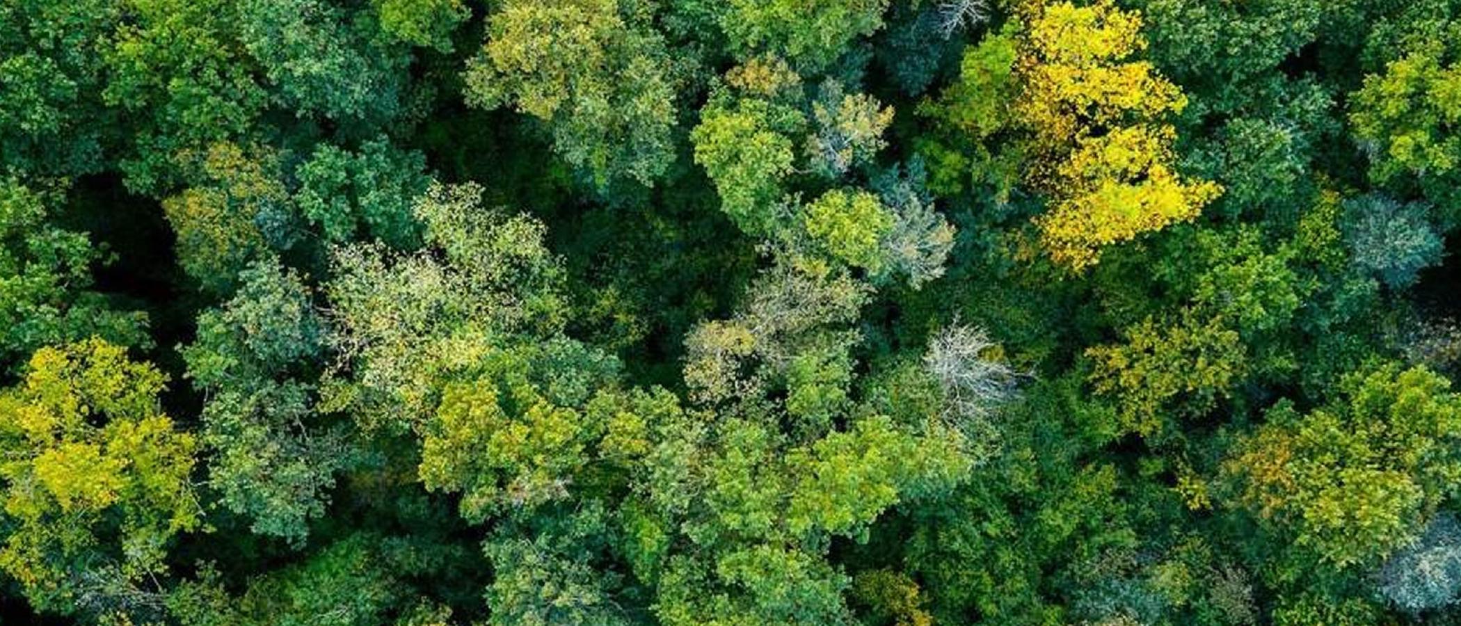 Trees seen from above